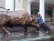 Bull vs Mr Bull